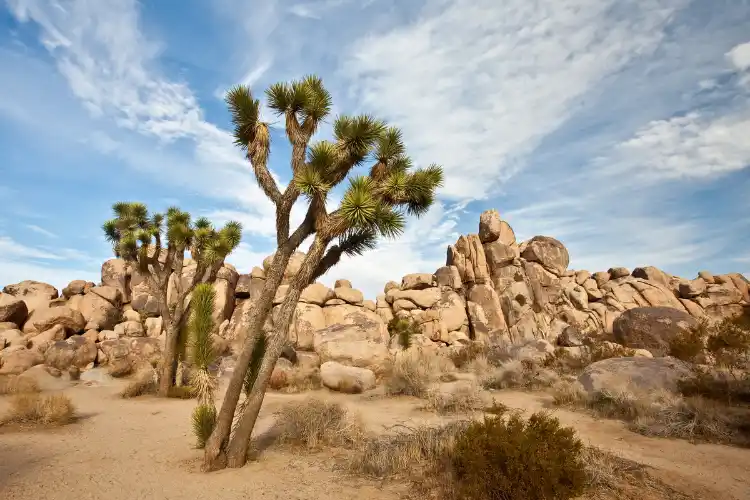 Joshua Tree National Park